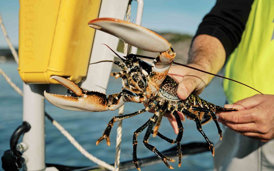 Bli med på hummersafari