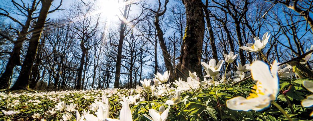 Hvitveisblomstring på Jomfruland