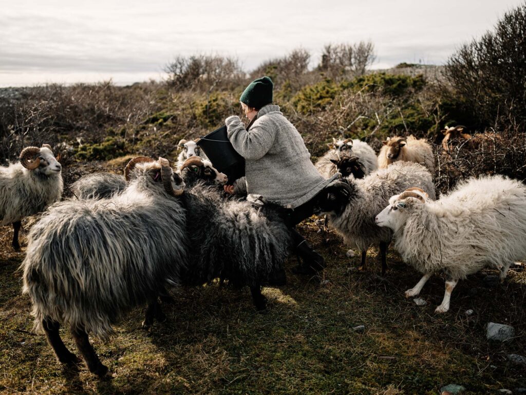 Ursauer på Jomfruland